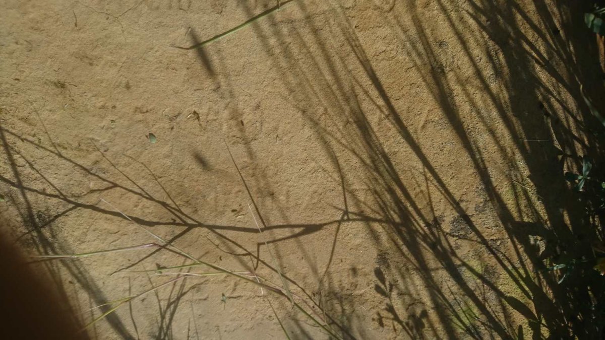 ? Anna Maria