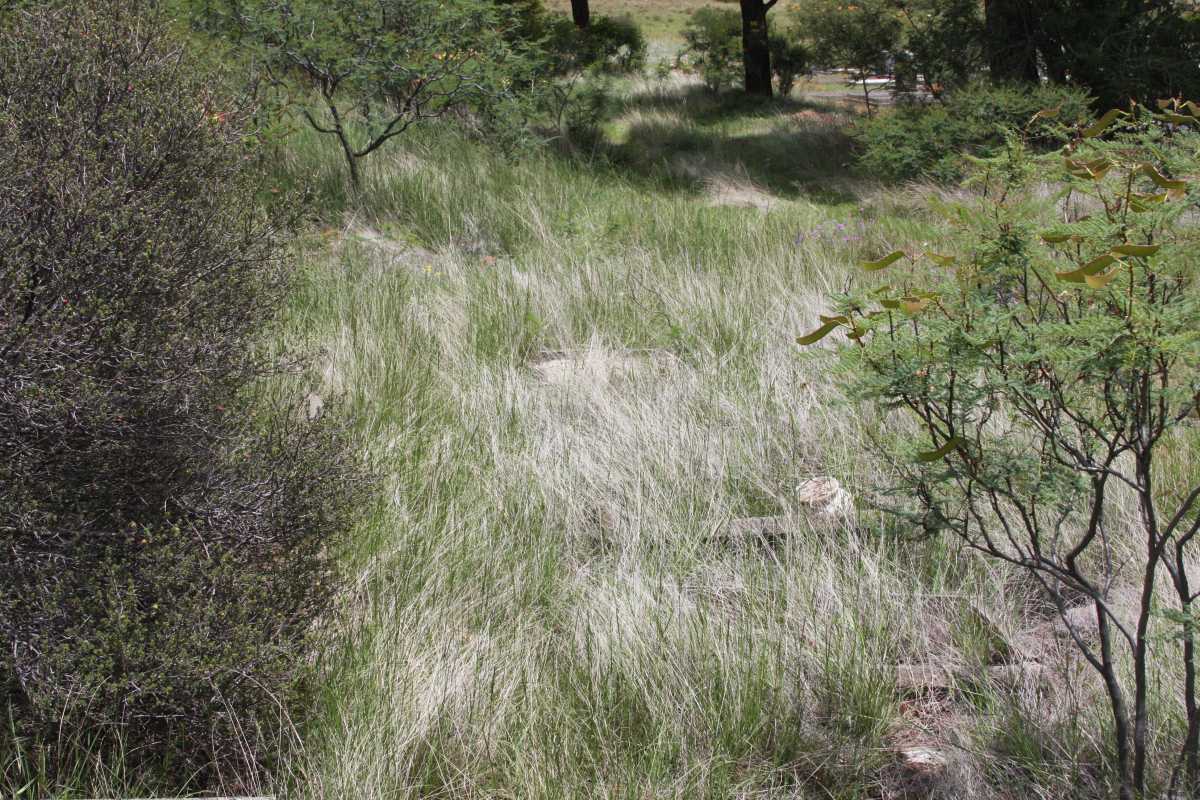 Unmarked graves in the grass