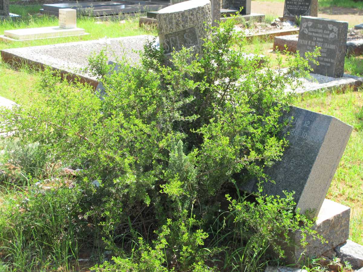WESSELS Frans Johannes 1884-1957 &amp; Maria Magdalena 1888-1965