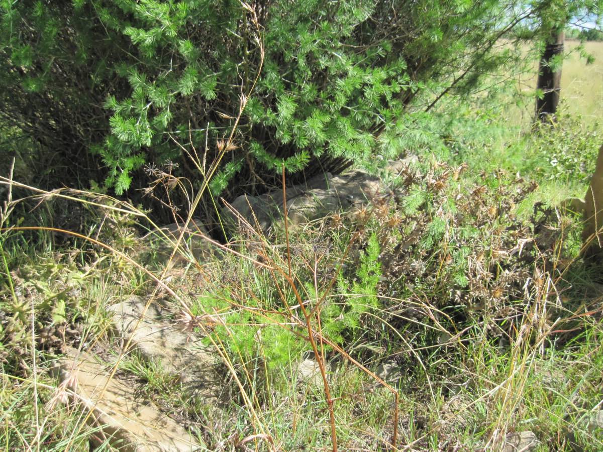 ? Unmarked Grave